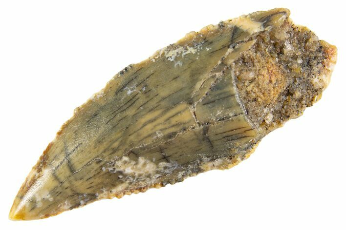 Bargain Raptor Tooth - Real Dinosaur Tooth #332577